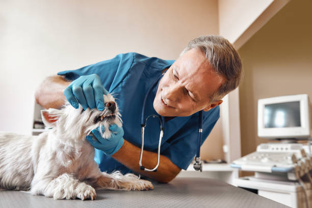 Best Emergency Dentist Near Me  in Middle Island, NY